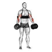 dumbbell hammer curls (with arm blaster) animación