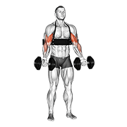 dumbbell alternate biceps curl (with arm blaster) animación