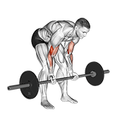barbell standing concentration curl animación