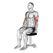 resistance band seated biceps curl animación