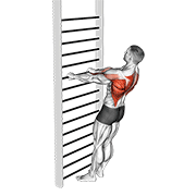 bodyweight standing row animación