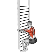 bodyweight squatting row animación