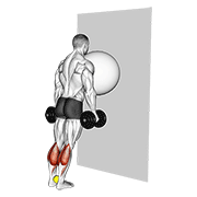 exercise ball on the wall calf raise (tennis ball between ankles) animación