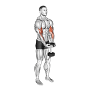 dumbbell waiter biceps curl animación